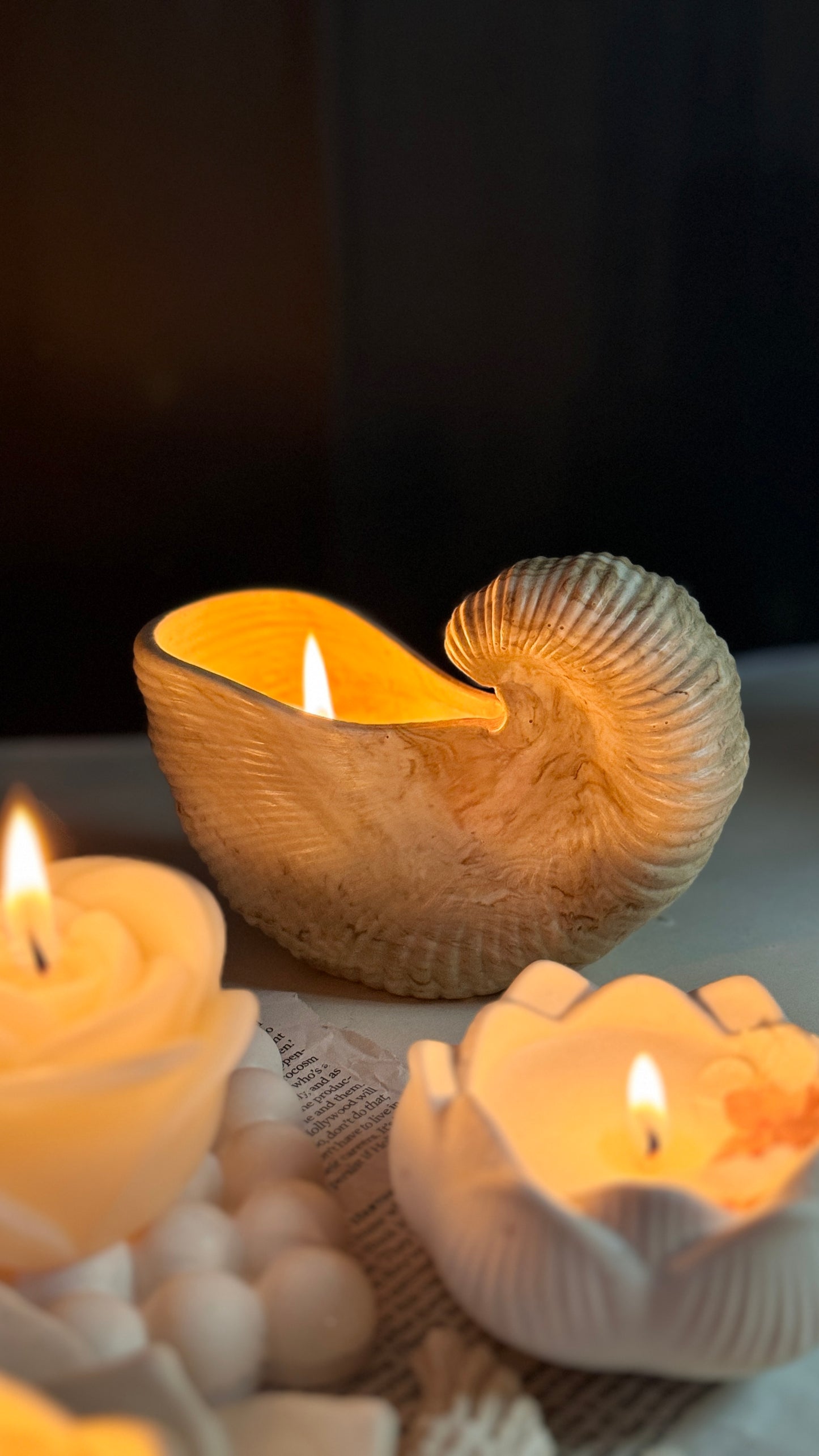 Seashell Serenity