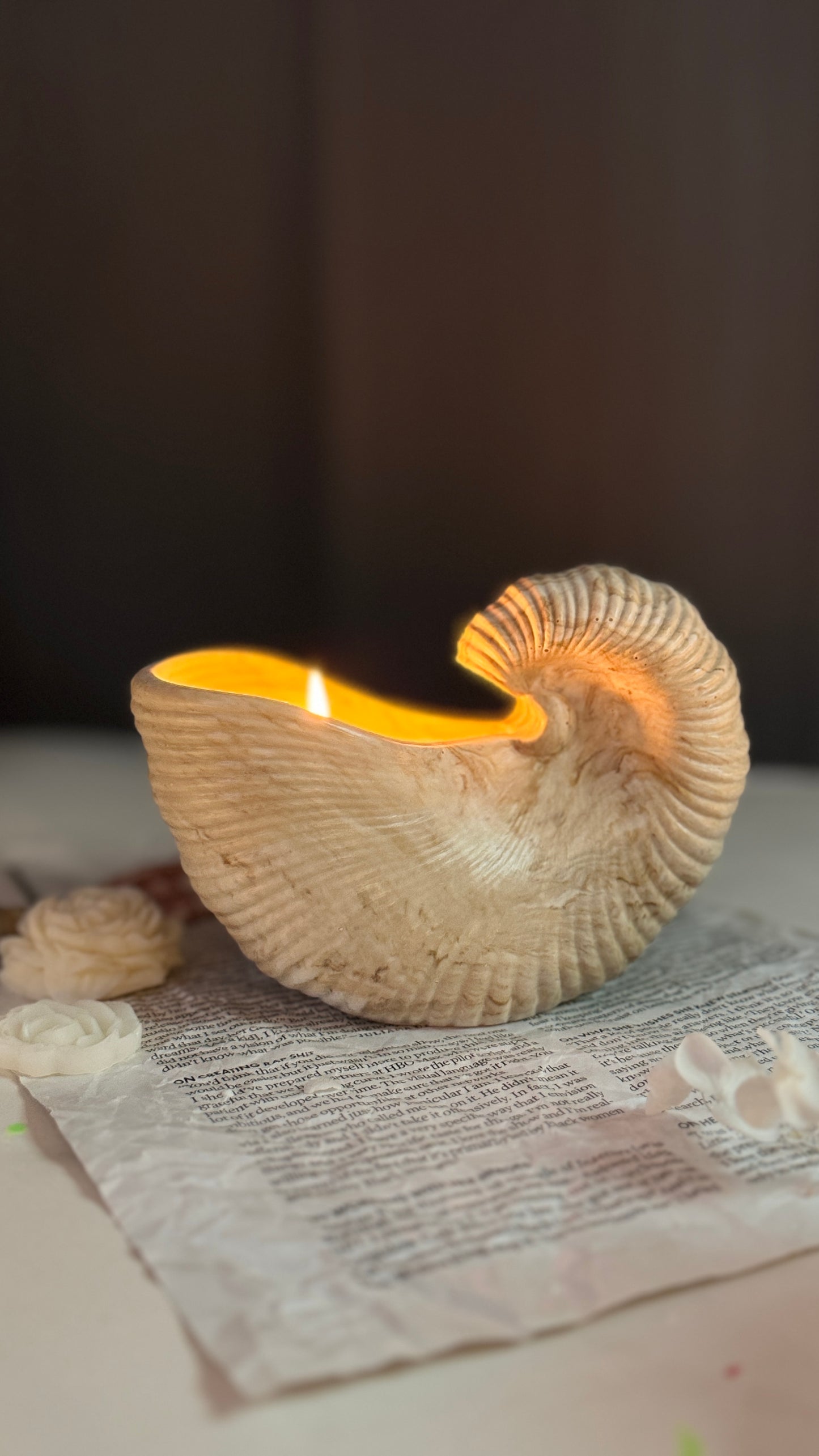 Seashell Serenity