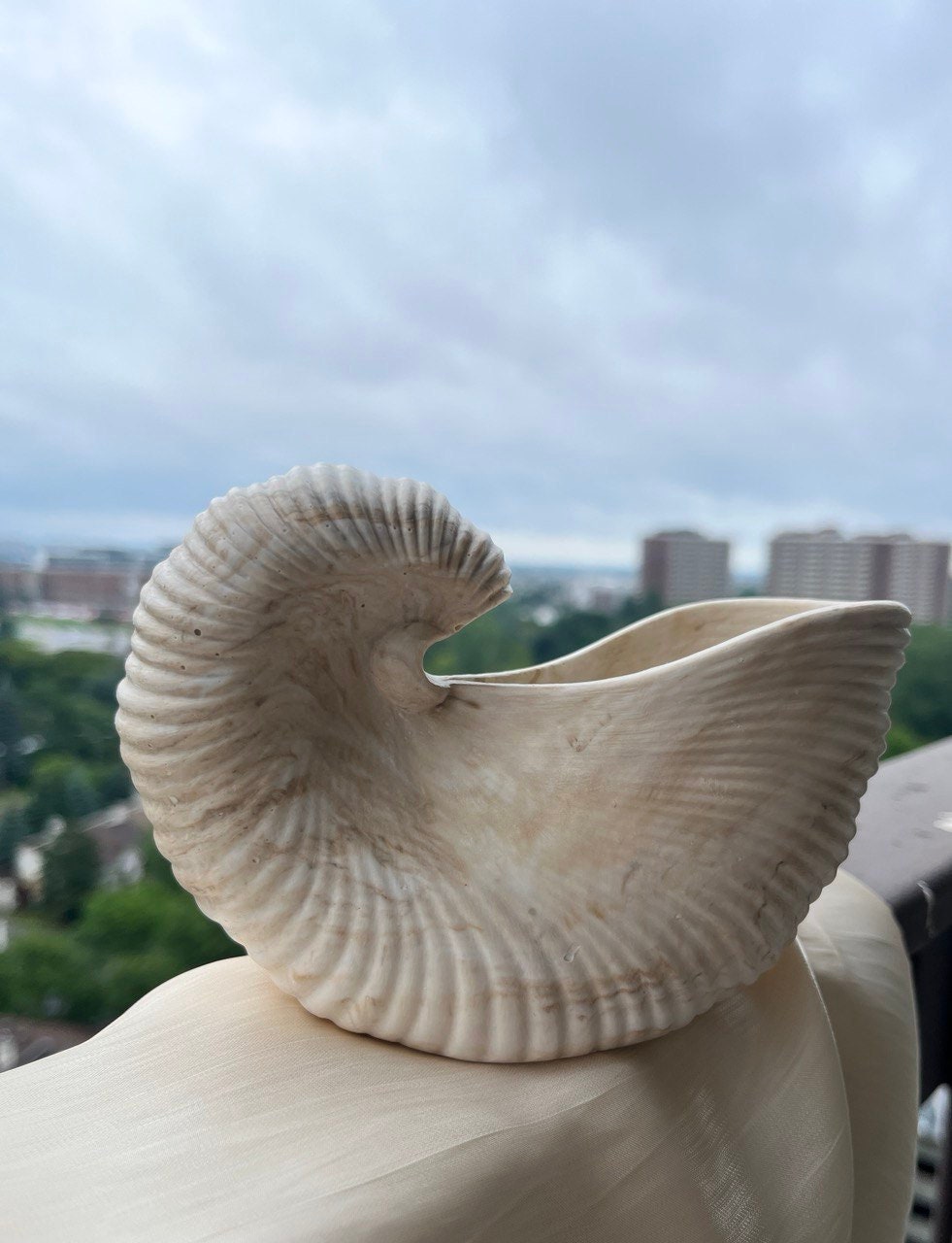 Seashell Serenity